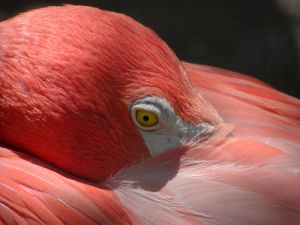 normal_flamingo